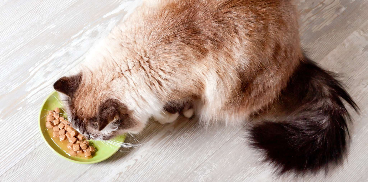 Animal Boutique -Animal Boutique 1