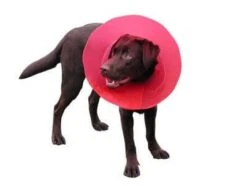 Carcan Transcol 10 Cm