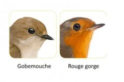 Zolux Nichoir Bois "Merise" - Destockage -Animal Boutique 4 2 1