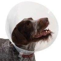 Buster Carcan Classique Pour Chiens - 40 Cm