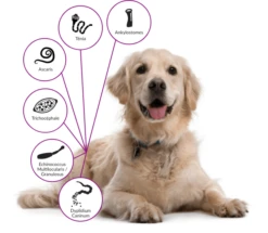 Drontal Chien 6 Cps -Animal Boutique drontal chien 1 2