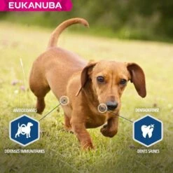 Eukanuba Chien Daily Care Surpoids Ou Stérilisé 12 Kg -Animal Boutique eukanuba chien daily care surpoids ou st rilis 12 kg5
