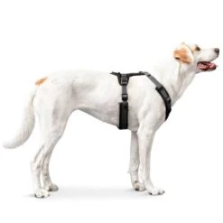 Hunter Harnais Maldon Pour Chien Noir/gris S-M -Animal Boutique hunter harnais maldon pour chien la compagnie des animaux 3 1 1