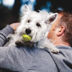 KONG Air Squeaker Balls Medium (par 3) -Animal Boutique l squeakair lifestyle