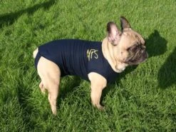 Medical Pet Shirt Chien XL -Animal Boutique medical pet shirt chien 1 1 1 2 1 1
