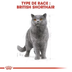 Royal Canin British Shorthair Adult 10 Kg -Animal Boutique royal canin british shorthair adult 10 kg 2