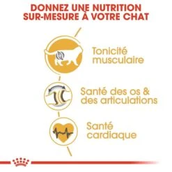 Royal Canin British Shorthair Adult 10 Kg -Animal Boutique royal canin british shorthair adult 10 kg 4