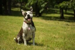 Tickless Pet Rose à Pile -Animal Boutique tickless pet rose pile3