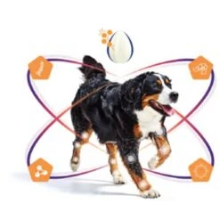 Virbac Movoflex Chien S -Animal Boutique virbac movoflex chien s 4